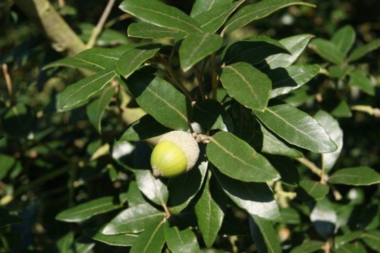 CHENE VERT QUERCUS ILEX C120/12125/150