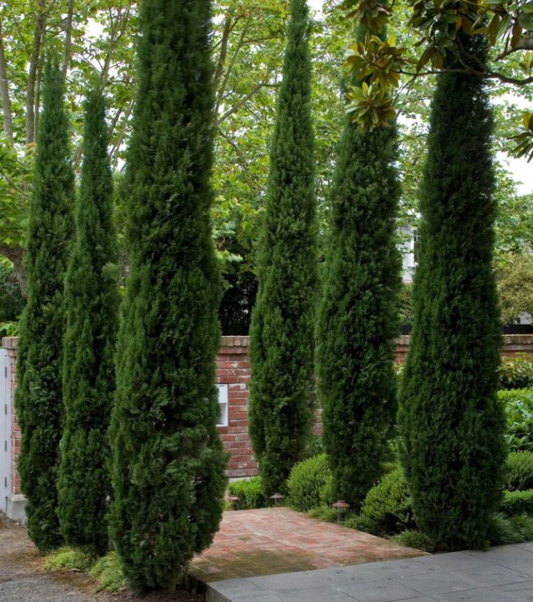 CUPRESSUS SEMPERVIRENS TOTEM C10-12L 100/125