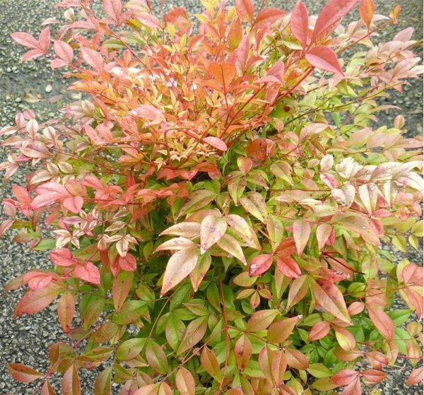 NANDINA DOMESTICA GULF STREAM JARJDINIERE C60