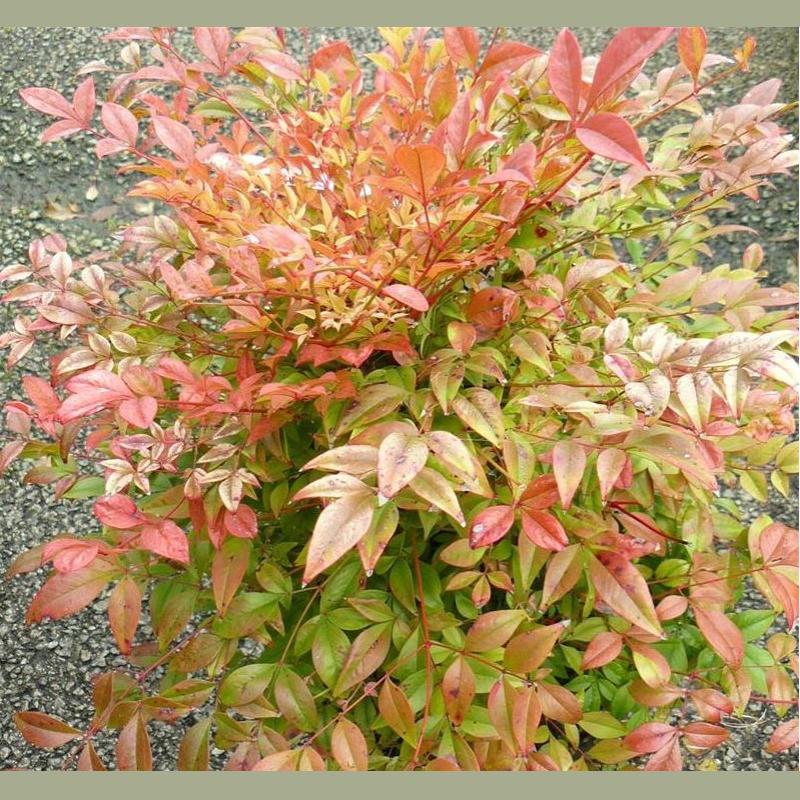 NANDINA DOMESTICA GULF STREAM JARJDINIERE C60
