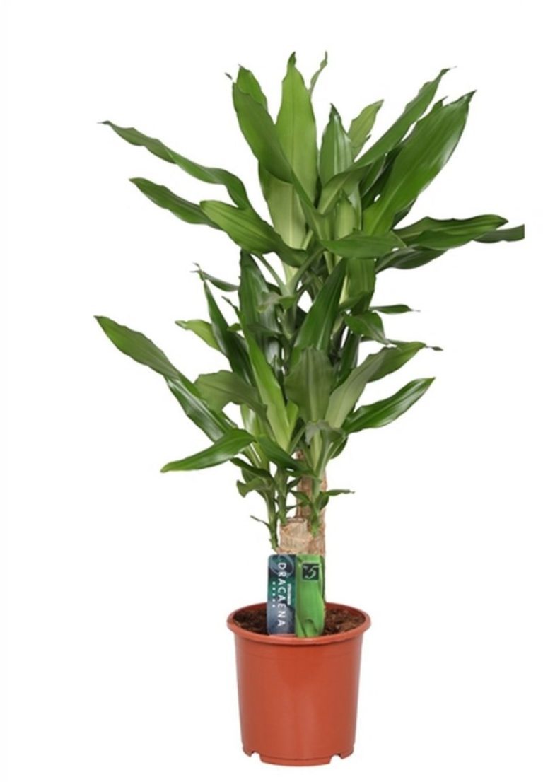 DRACAENA FRAGRANS MASSANGEANA POT 22CM