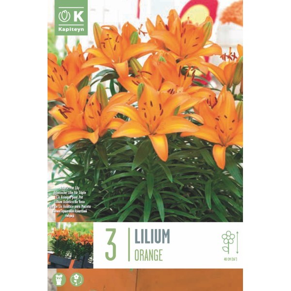 LILIUM PIXIE ORANGE PIXIE 14/16 X3