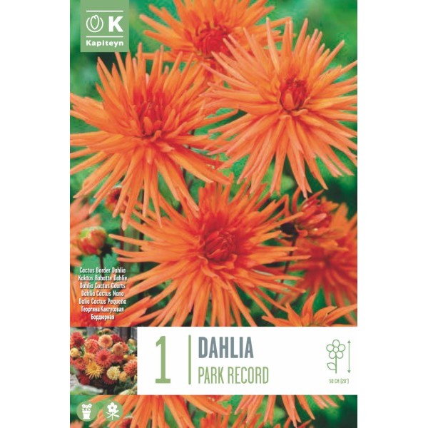 DAHLIA CACTUS COURT PARK RECORD X1