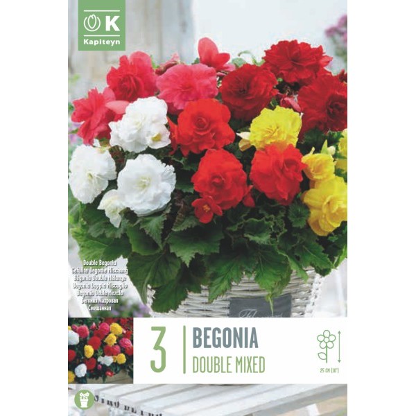 BEGONIA DOUBLE MIX 5/6 X3