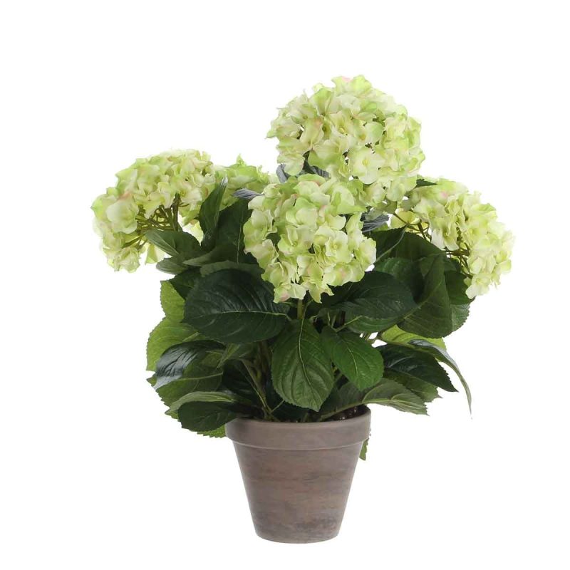 HORTENSIA H45D45 CREME CL. IN POT
