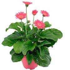GERBERA POT 12CM