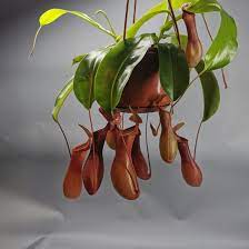 NEPENTHES ALATA SUSPENSION 12CM