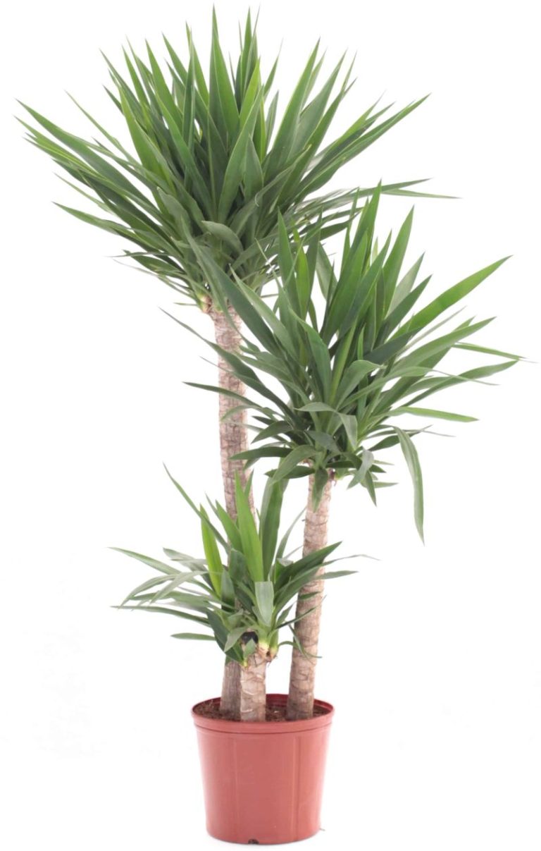 YUCCA POT 27 CM 170 CCM