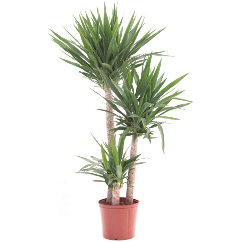 YUCCA POT 27 CM 170 CCM