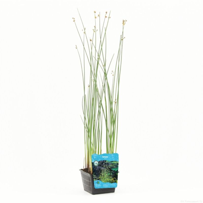 SCIRPUS LACUSTRIS POT 9CM