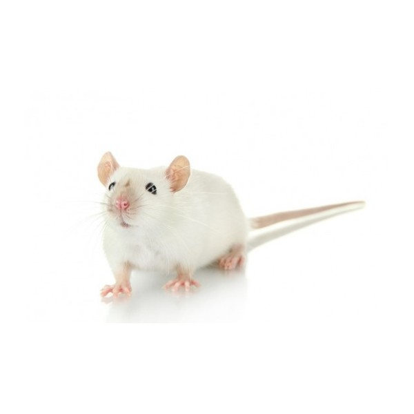 SOURIS CONGELEE PETITE 10-15G