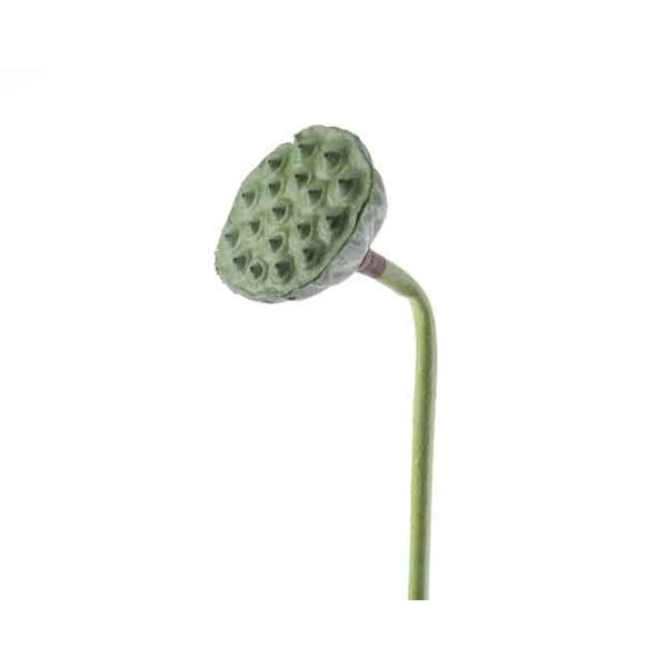 FRUIT DE LOTUS MOUSSE SUR TIGE VERT 84CM