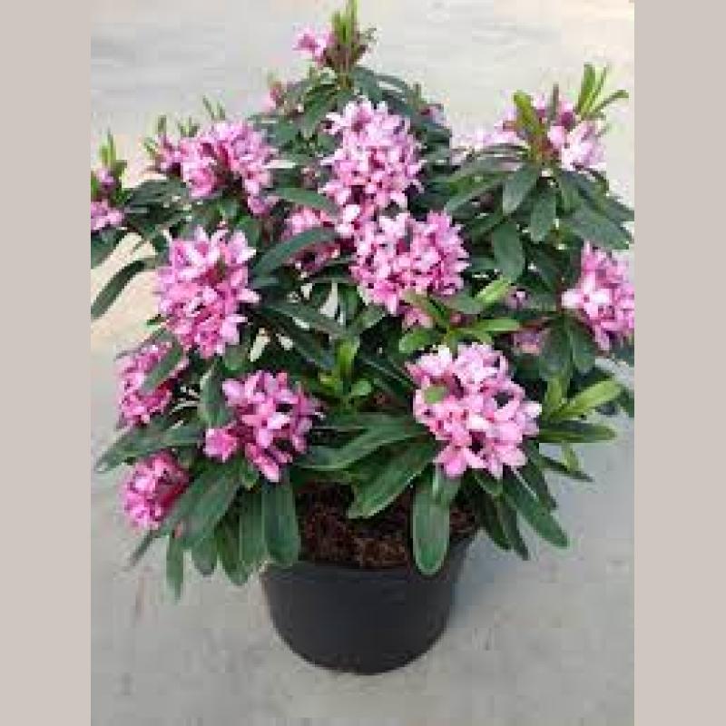 DAPHNE PARFUMEPOT 13CM