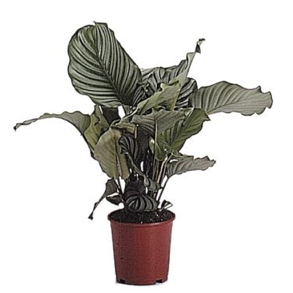 MARANTHA POT 14 CM