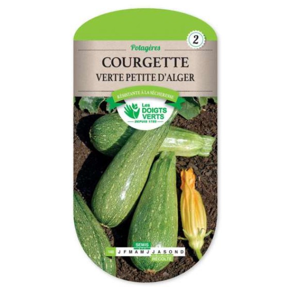 COURGETTE VERTE PETITE D ALGER