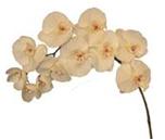PHALAENOPSIS RETOMBANT 105CM CREME
