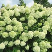 HORTENSIA HYDRANGEA LITTLE LIME JANE C4L 40/60