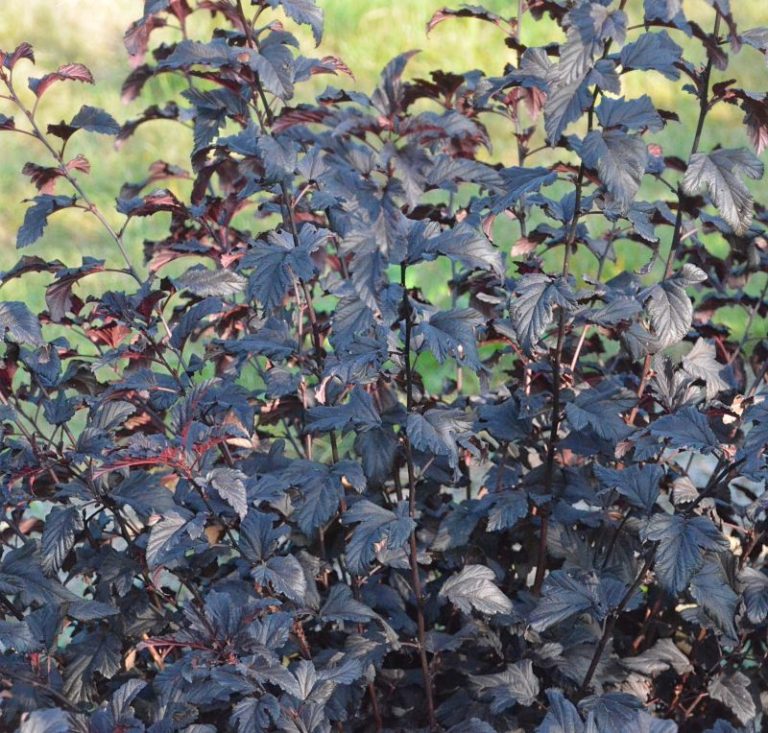 PHYSOCARPUS OPULIFOLIUS MIDNIGHT JONIGHT C3L 40/60
