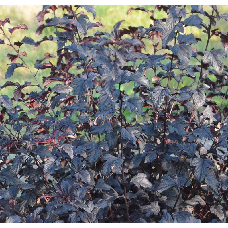 PHYSOCARPUS OPULIFOLIUS MIDNIGHT JONIGHT C3L 40/60