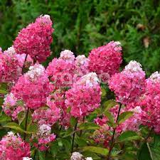 HYDRANGEA PANICULTA FRAMBOISINE C3L 40/60
