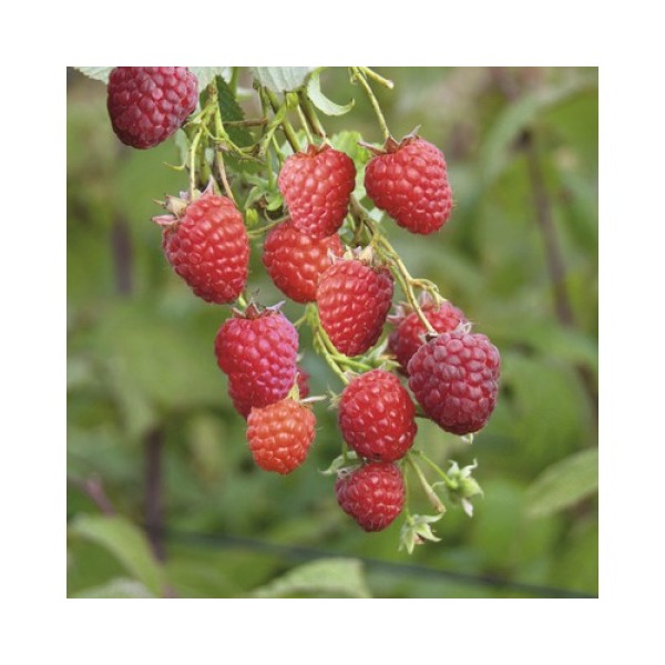 FRAMBOISIER RUBUS IDAEUS TULAMAGIC C3L