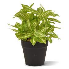TRADESCANTIA SUSPENSION POT 14CM