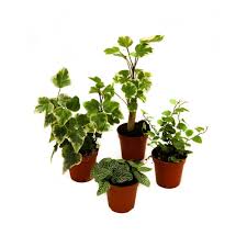 PLANTE VERTE 135 CM POT 24 CM
