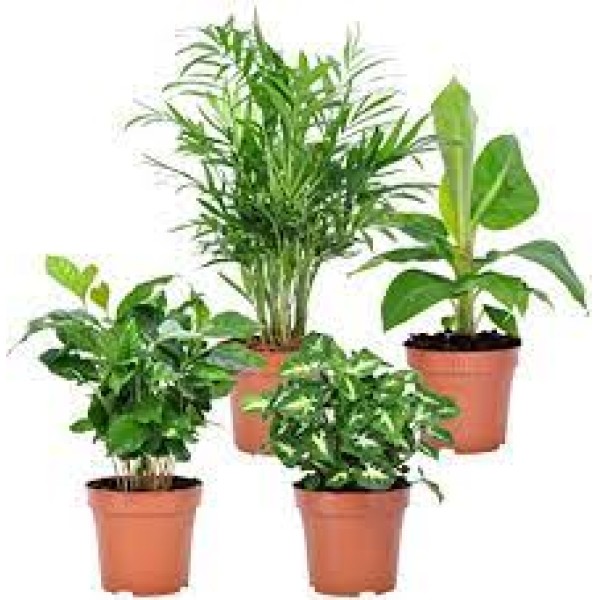 PLANTE VERTE VARIE POT 8.5CM
