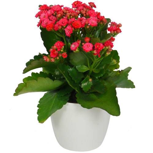 KALANCHOE POT 15CM
