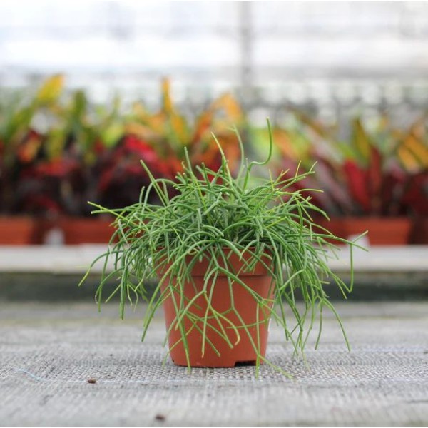 RHIPSALIS CASSUTHA POT 12CM