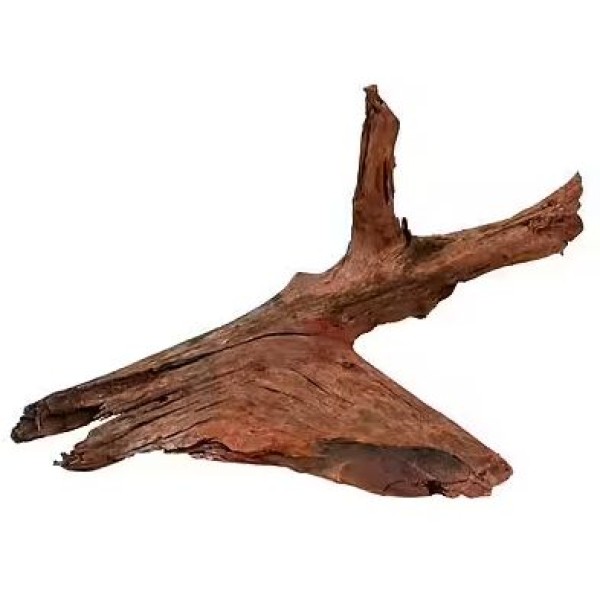 RACINE MANGROVE MM 25X40CM