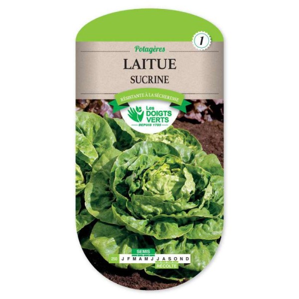 LAITUE SUCRINE