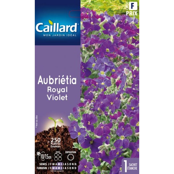 AUBRIETIA ROYAL VIOLET