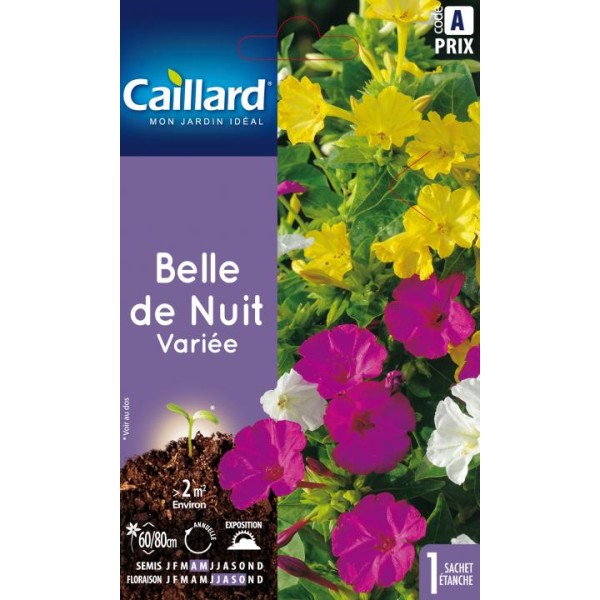 BELLE DE NUIT VARIEE
