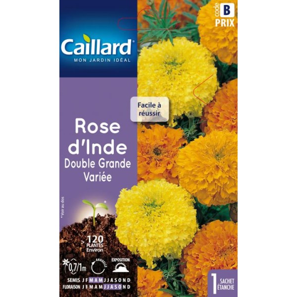 ROSE D INDE DOUBLE GRANDE VARIEE
