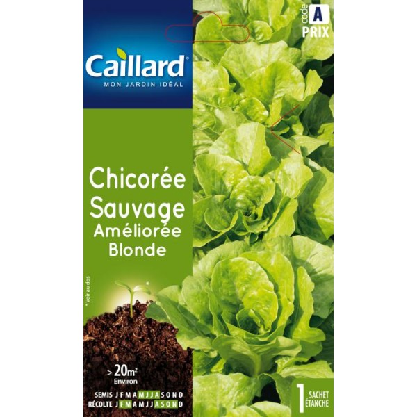 CHICOREE SAUVAGE AMELIOREE BLONDE