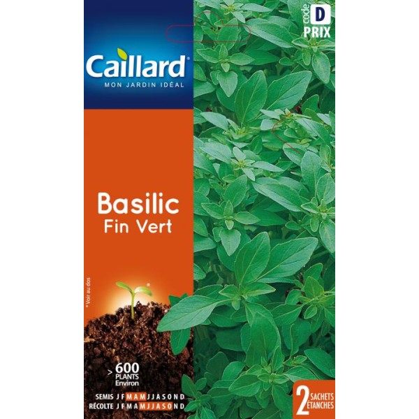 BASILIC FIN VERT