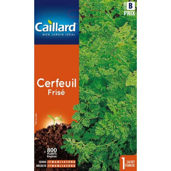 CERFEUIL FRISE