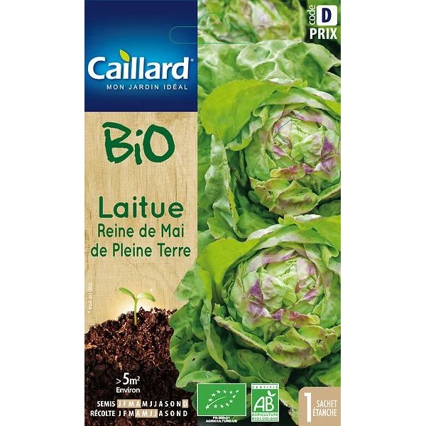 LAITUE REINE DE MAI PLEINE TERRE BIO