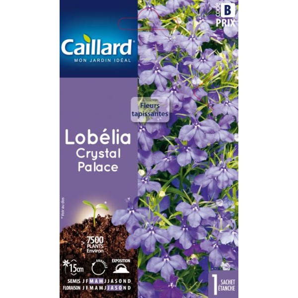 LOBELIA CRYSTAL PALACE
