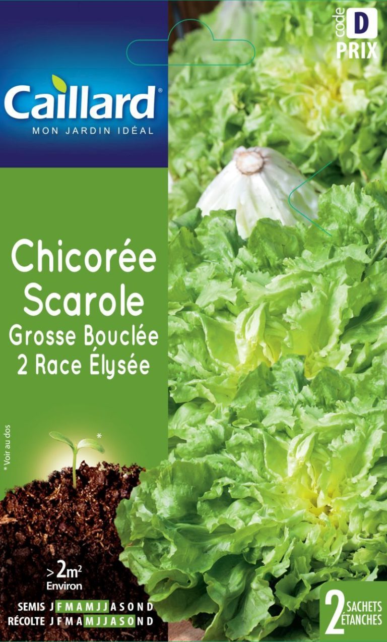 CHICOREE SCAROLE GROSSE BOUCLEE 2 RACE ELYSEE