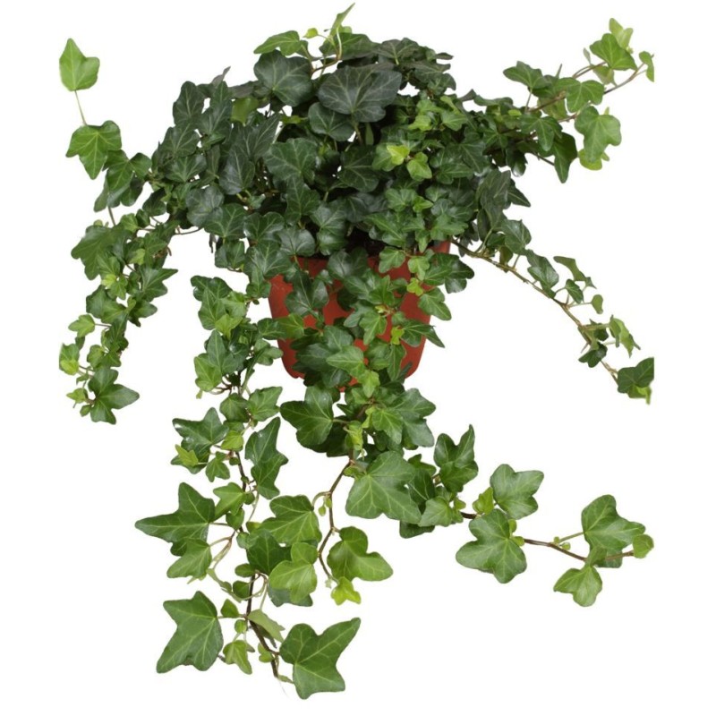 HEDERA LIERRE SUSPENSION POT 19CM