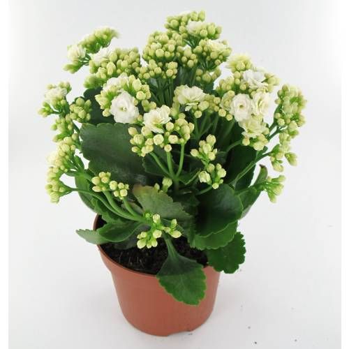 KALANCHOE POT 12CM