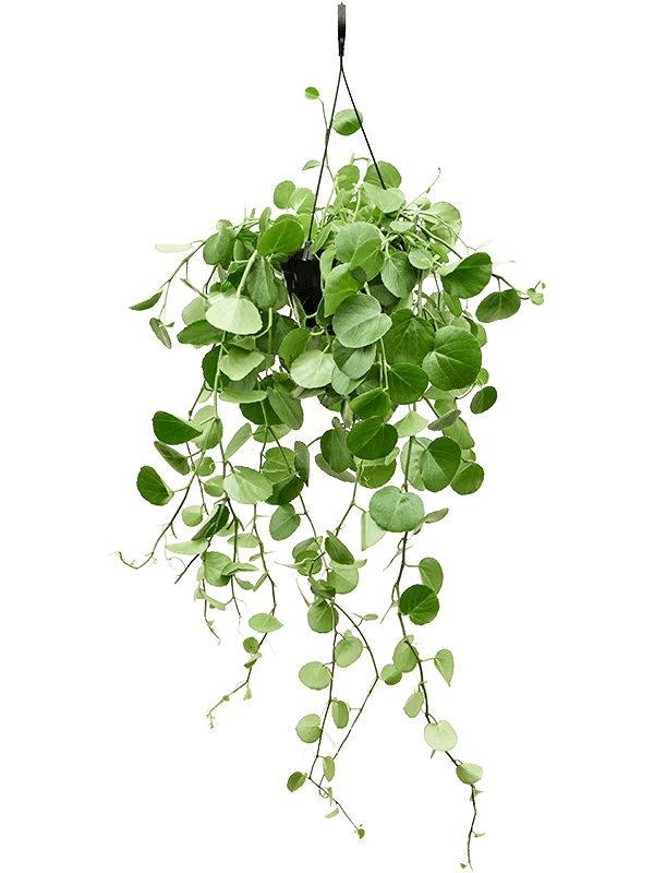 CISSUS RHOMBIFOLIA SUSPENSION  D19 CM
