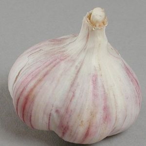 AIL VIOLET GERMIDOUR 250G