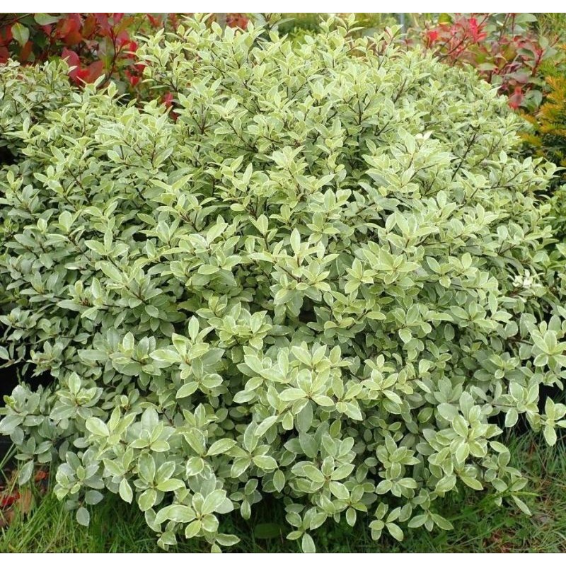 PITTOSPORUM TENUIFOLIUM VARIEGATUM C3L 30/40