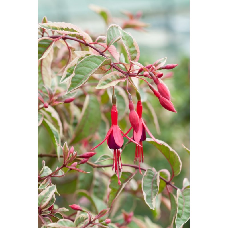 FUCHSIA TOM WEST C3L 30/40