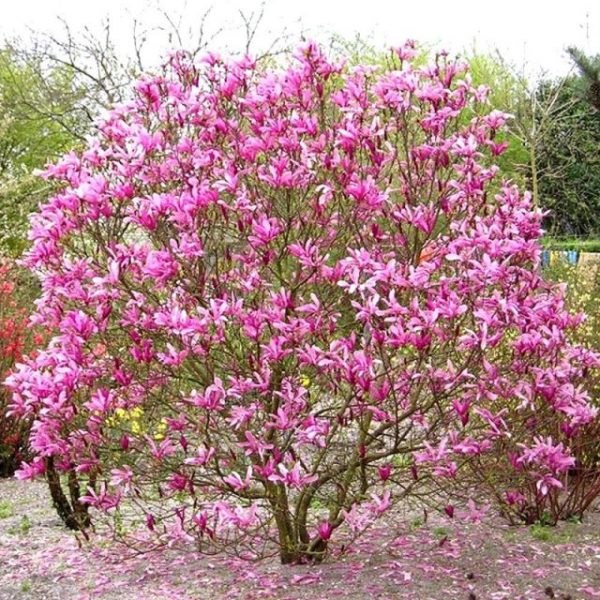 MAGNOLIA SOULANGEANA SUSAN C10L 80/100