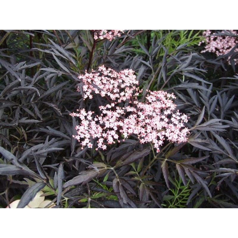 SAMBUCUS NIGRA BLACK LACE C4L 40/60