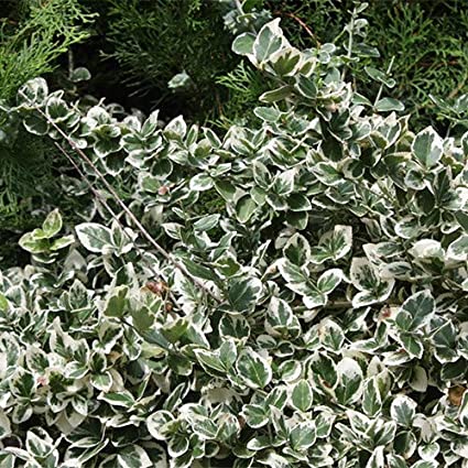EUONYMUS FORTUNEI HARLEQUIN C3L 30/40CM